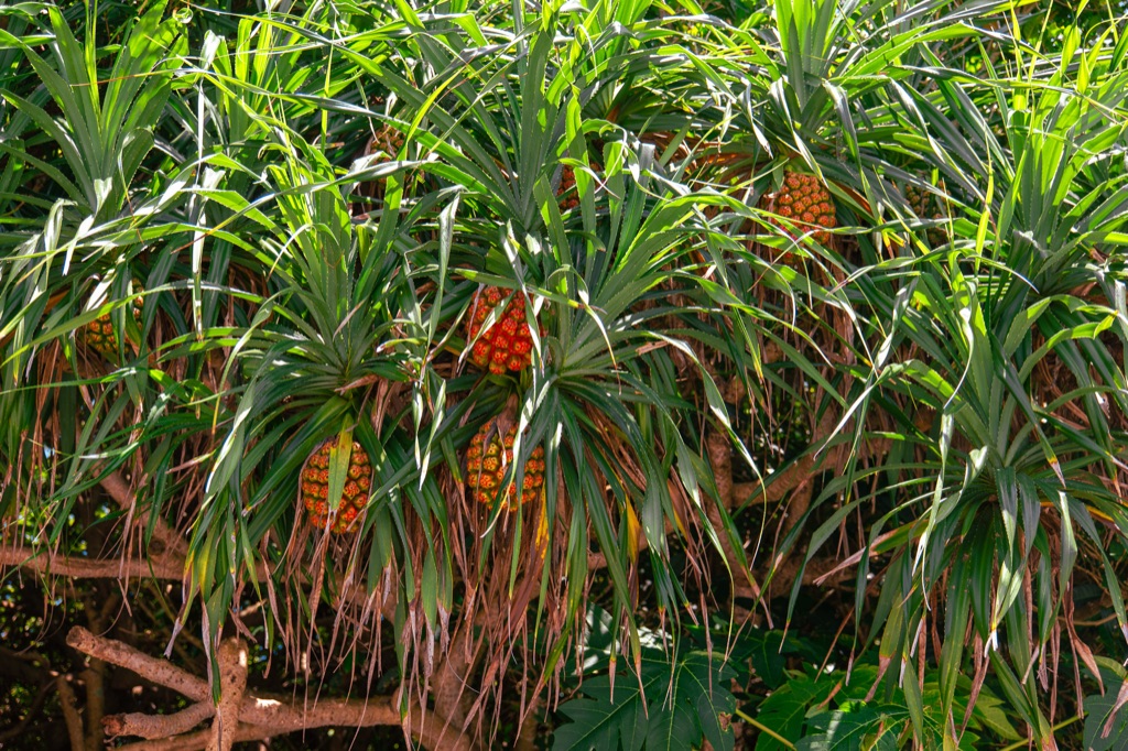 Orange Adan pandanus fruit growing along the trail near Toriike Pond on Shimoji Island