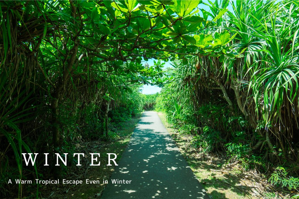 Winter on Miyako Island — green tropical path, a warm island escape even in winter