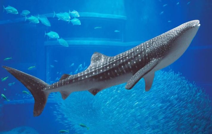 Whale shark at Churaumi Aquarium — Okinawa marine activities