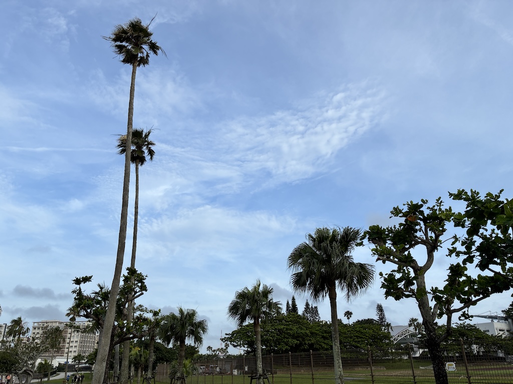 Clear blue Okinawa sky with tall palm trees after a typhoon passes — typical post-typhoon weather perfect for resuming travel and diving