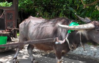 Water buffalo