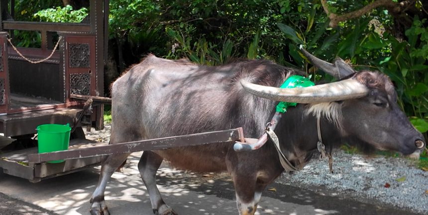 Water buffalo