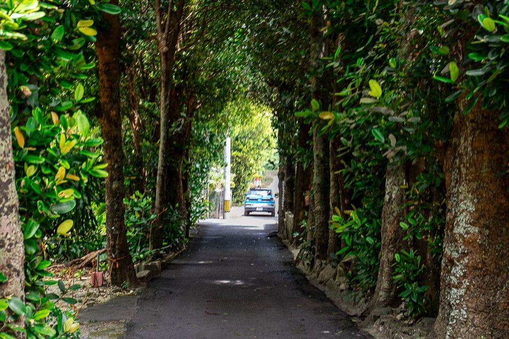 Blue rental car driving through the green tunnel of Bise Fukugi Tree Road in northern Okinawa