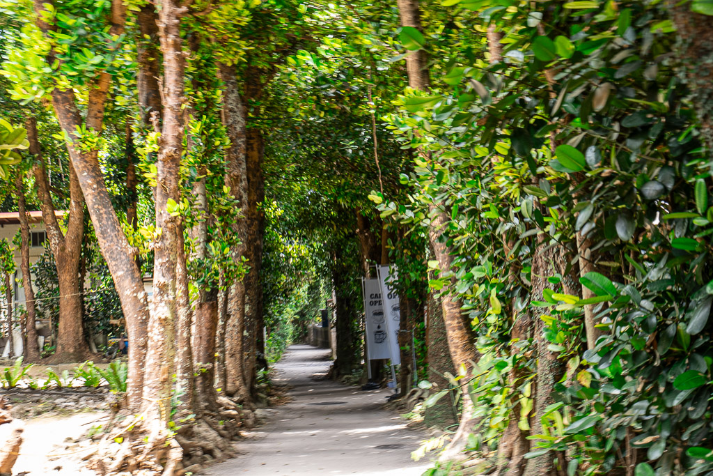 Green tunnel of Fukugi trees with a small banner hanging over the walking path in Bise village Okinawa