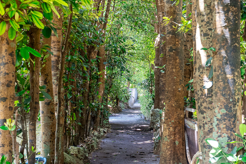 Sunlight filtering through the Fukugi tree canopy onto the sandy walking path of Bise village