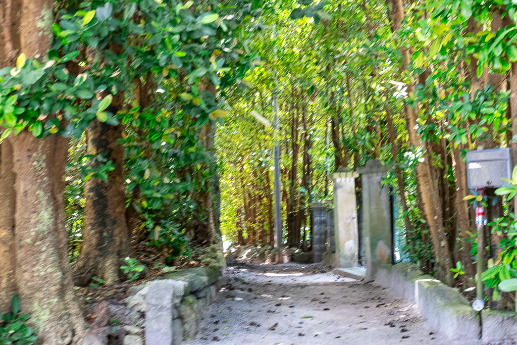 View through the Fukugi tree tunnel opening to a white stone entrance and old village wall in Bise