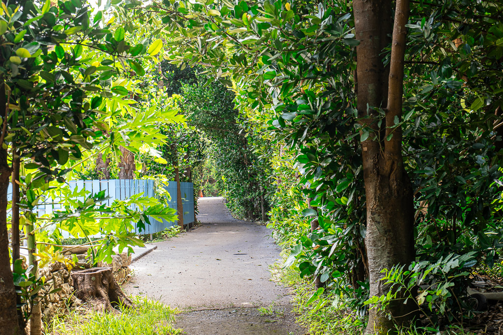 Tree tunnel walking path in Bise village opening onto a blue fence and quiet residential lane