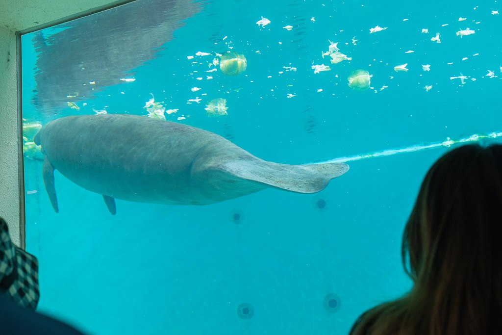 Manatee swimming past an underwater viewing window with floating cabbage