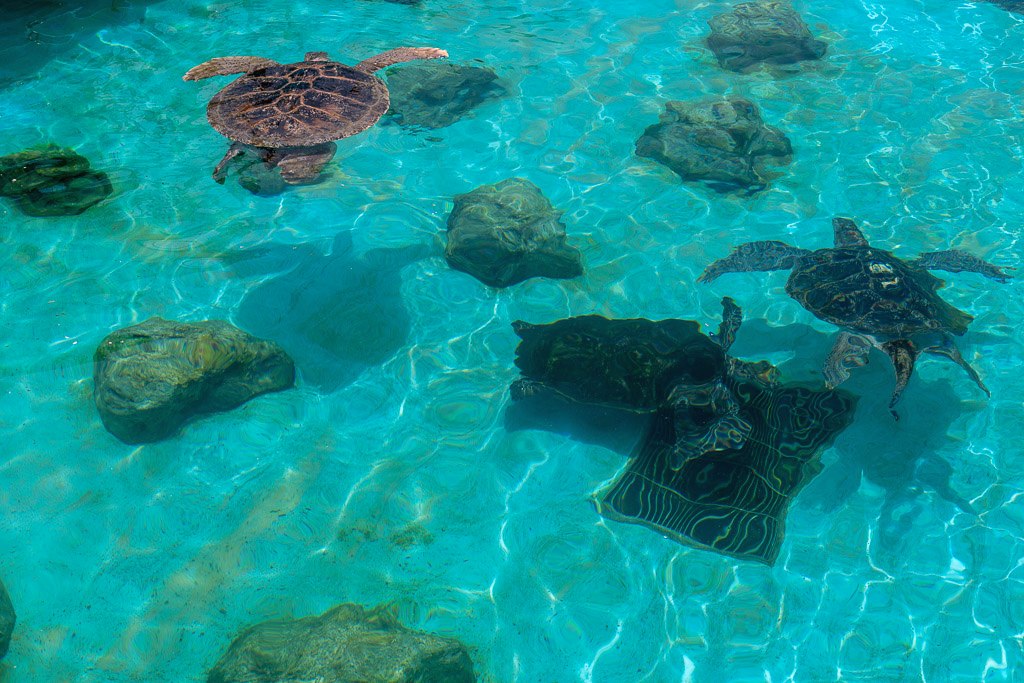 Several sea turtles swimming in an emerald-green pool at Ocean Expo Park
