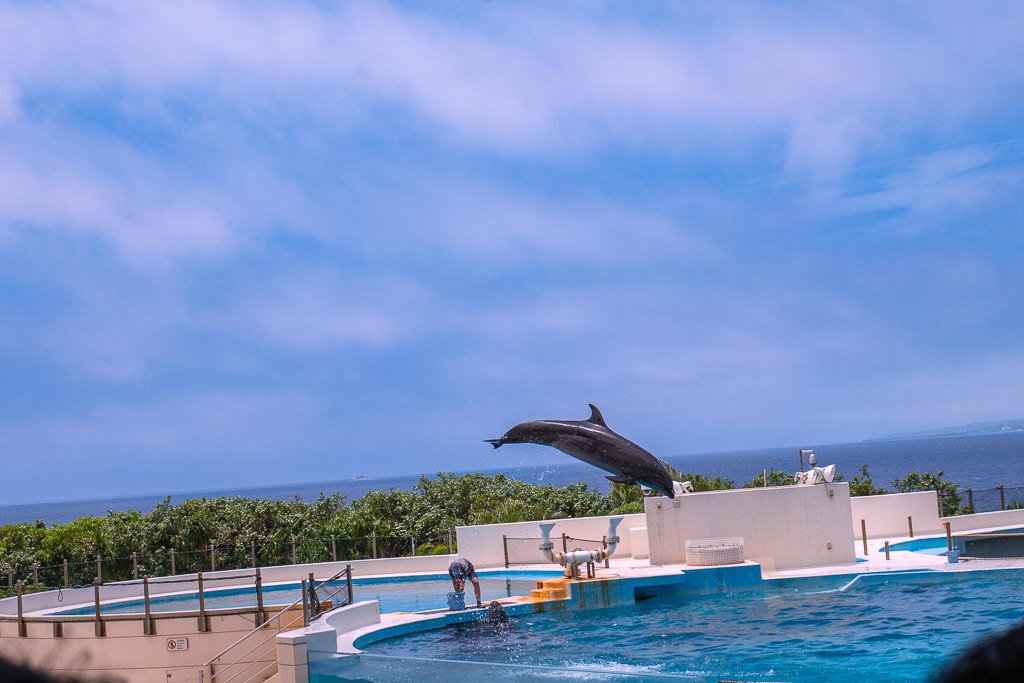 Dolphin leaping high at Okichan Theater with Ie Island on the horizon in Okinawa