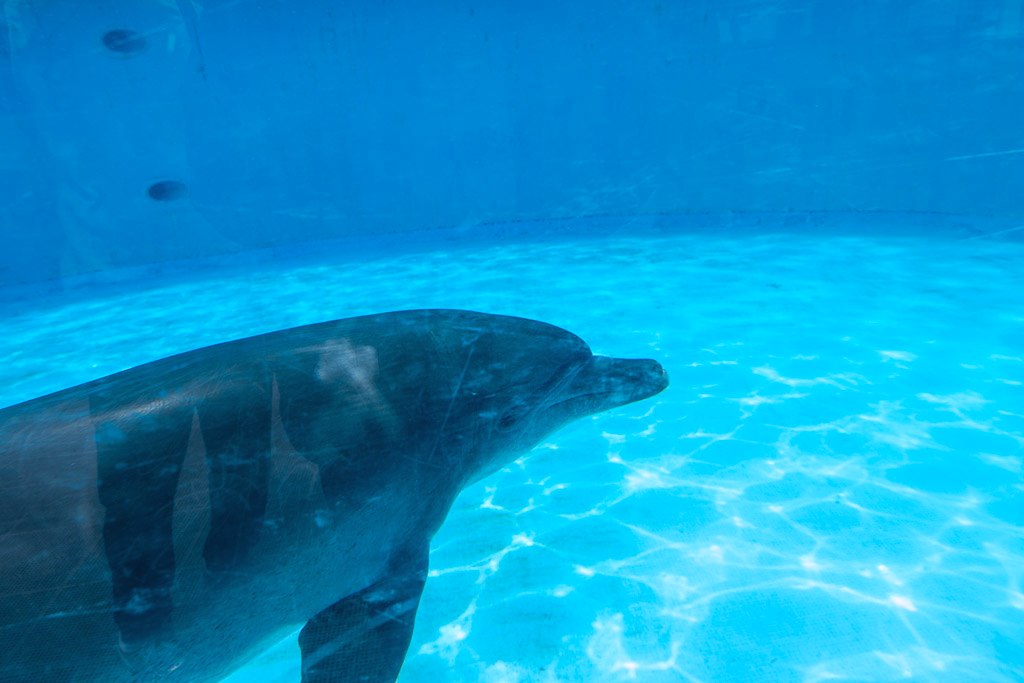 Close-up of a dolphin approaching the underwater viewing window in Ocean Expo Park