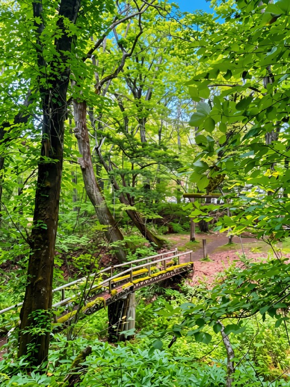 Forest trail in Abashiri — cool coniferous woods on a July afternoon