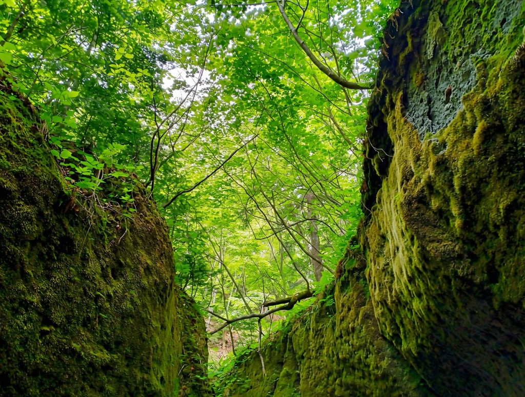 Moss Corridor — walls of a canyon completely covered in vivid green moss