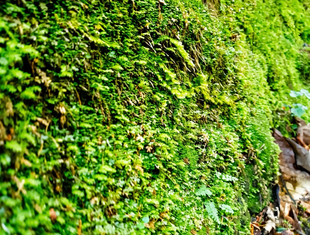 Moss Corridor — dense moss growing over ancient rock formations