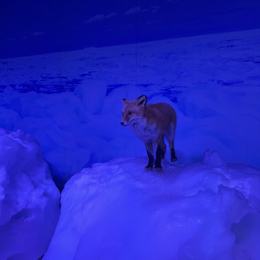 Red fox exhibit at the Okhotsk Ryuhyokan drift ice museum, Abashiri