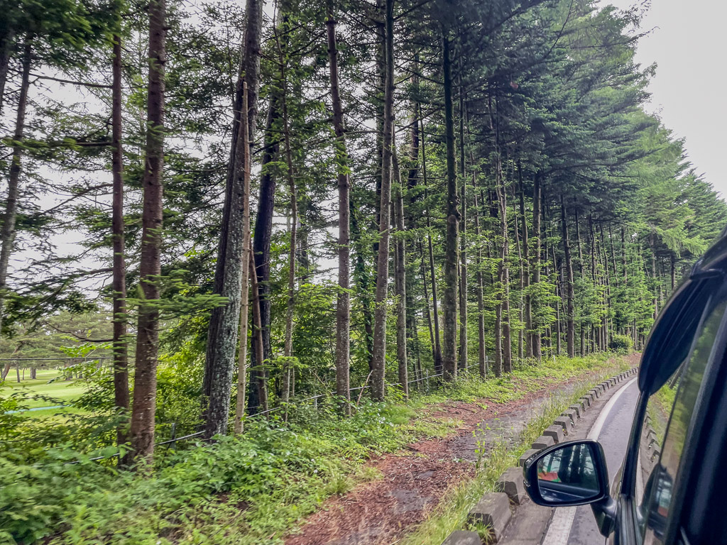 Nagano rental car mountain route: narrow road lined with tall conifers above Karuizawa