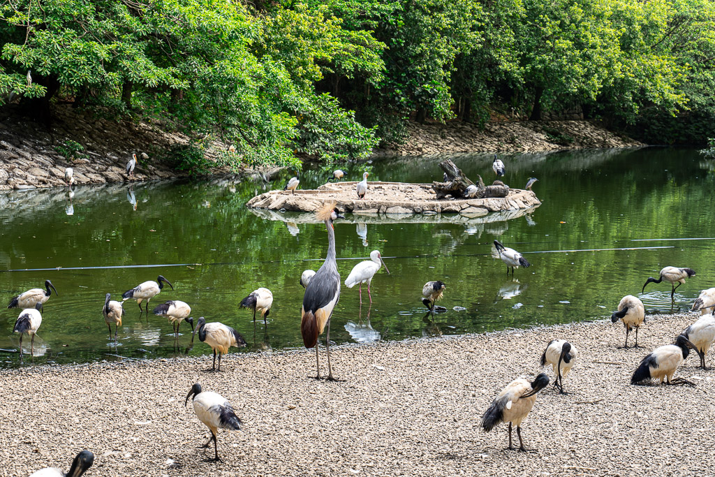 Flamingos and ibises gathering by a shallow pond inside the walk-in aviary at Neo Park Okinawa