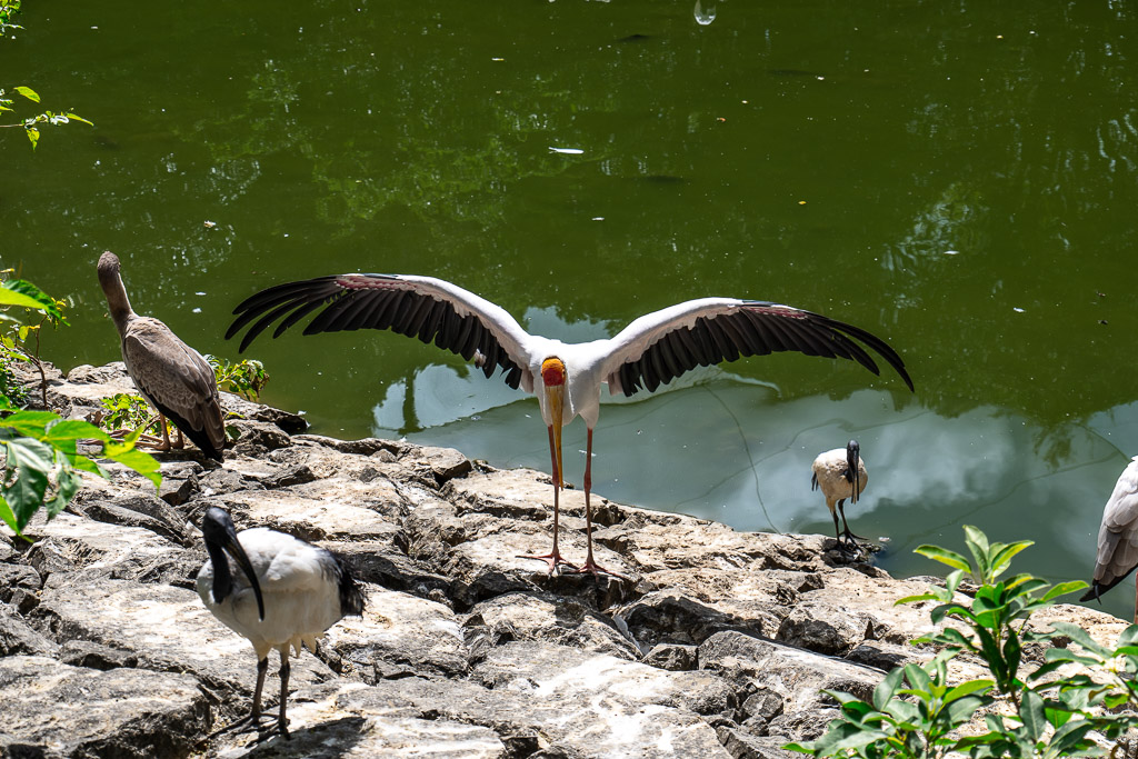 Yellow-billed stork spreading its wings on a rock at Neo Park Okinawa aviary
