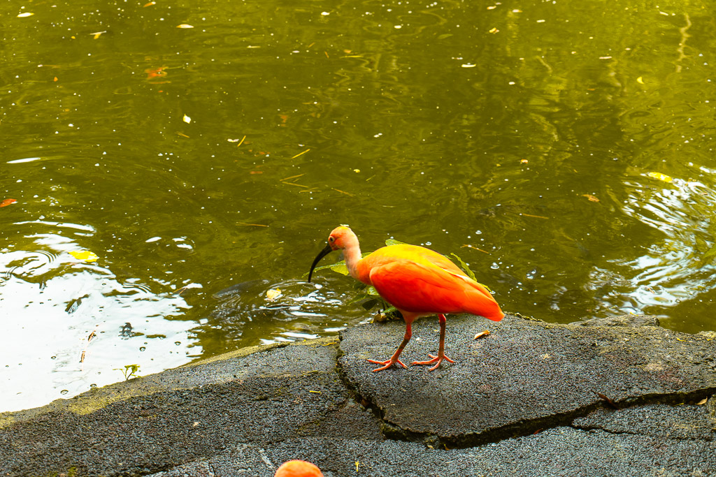 Two vivid orange scarlet ibises perched on a rock beside a green pond