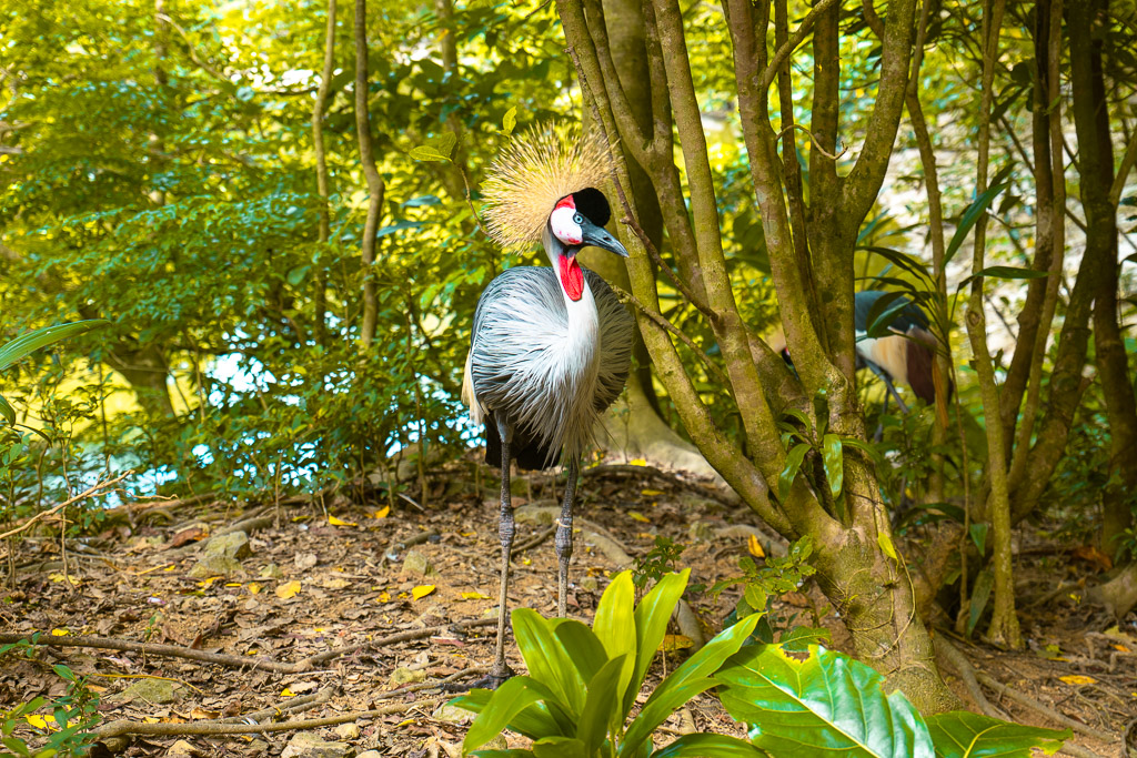 Grey crowned crane standing under tropical trees at Neo Park Okinawa