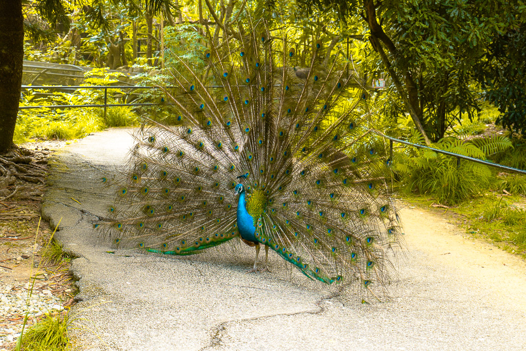 Peacock displaying its full tail feathers on a path inside Neo Park Okinawa