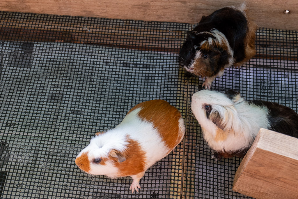 Two guinea pigs in the petting zone at Neo Park Okinawa, ready to be held by children