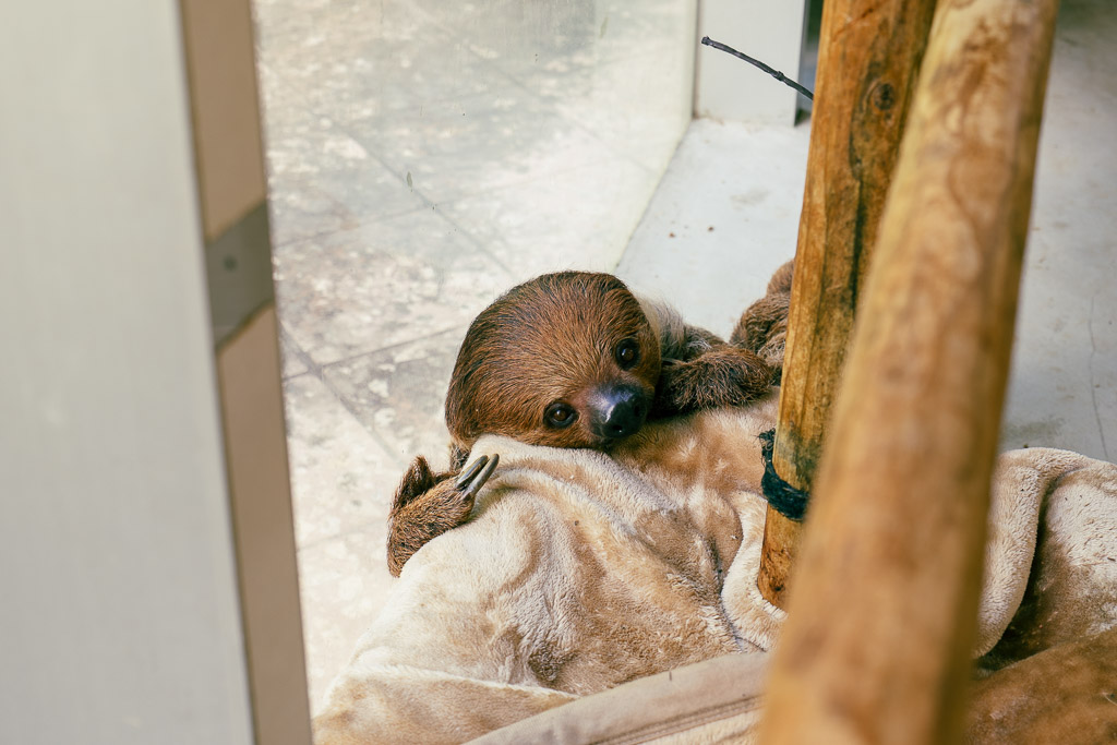 Close-up of a Linne's two-toed sloth resting on a blanket at Neo Park Okinawa