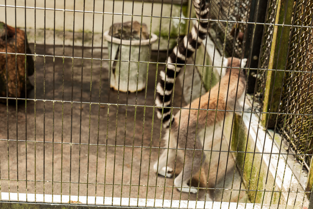 Ring-tailed lemur behind mesh enclosure at Neo Park Okinawa Madagascar zone