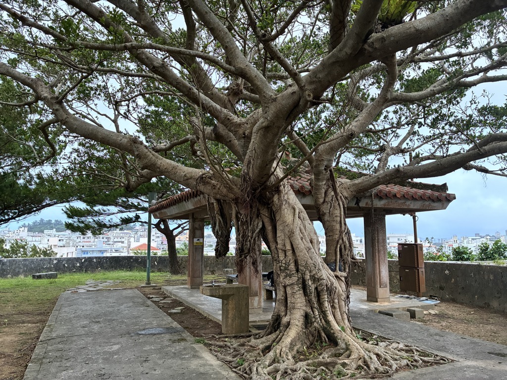 Giant banyan tree and red-tiled pavilions on Ueno-mo hill above Naha