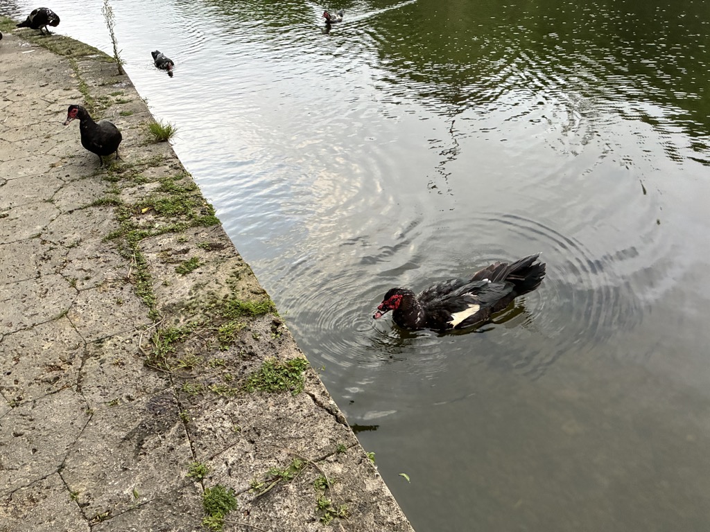 Muscovy ducks along the stone edge of Ryutan pond below Shuri Castle