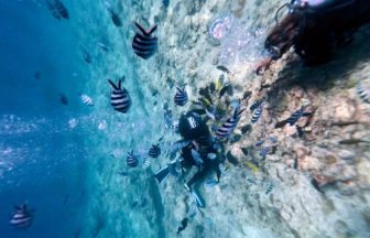 okinawa-blue-cave-snorkeling-diving_12