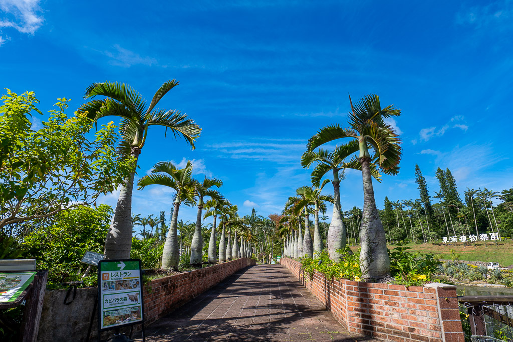 Bottle-palm avenue leading into Southeast Botanical Gardens in Okinawa under a bright blue sky