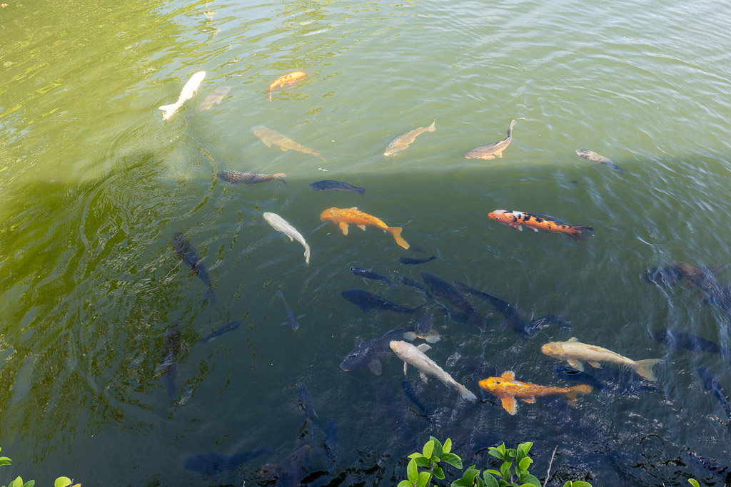 Colorful koi carp crowding the surface of the lake at Southeast Botanical Gardens