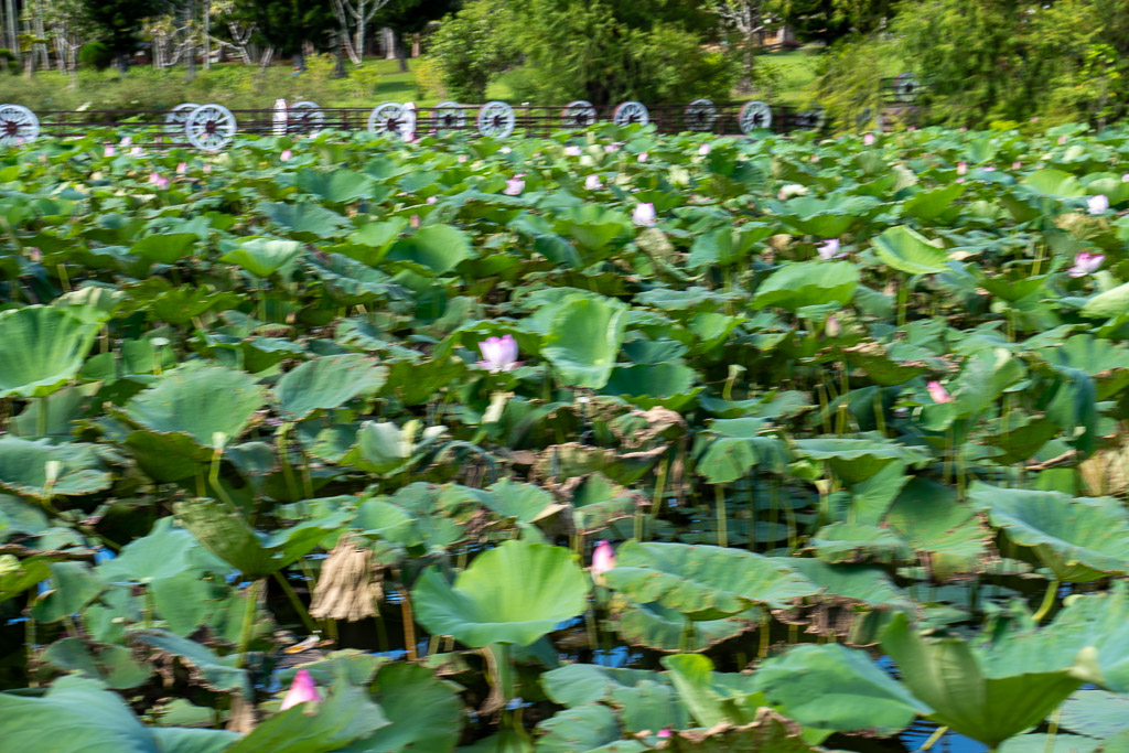 Summer lotus pond with pink lotus blossoms and giant leaves in Okinawa