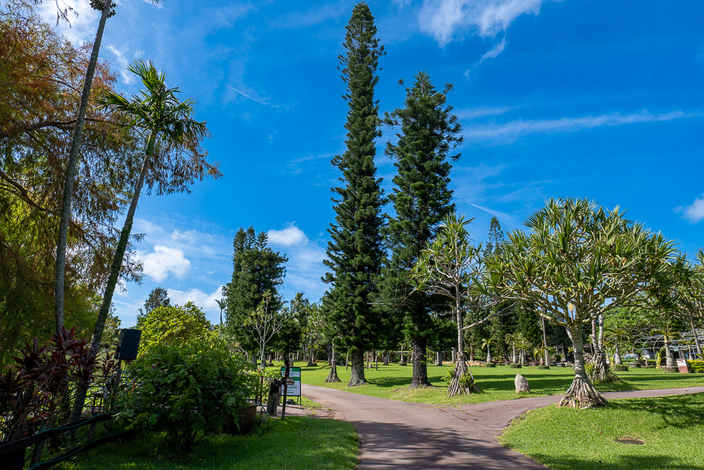 Towering columnar pines and palms along a garden path at Southeast Botanical Gardens