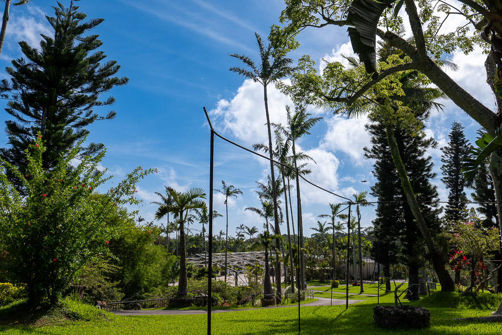 Cluster of tall palms above open lawns at Southeast Botanical Gardens Okinawa
