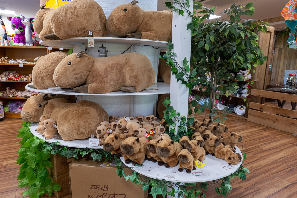 Shelves of capybara plush toys of every size in the Southeast Botanical Gardens gift shop