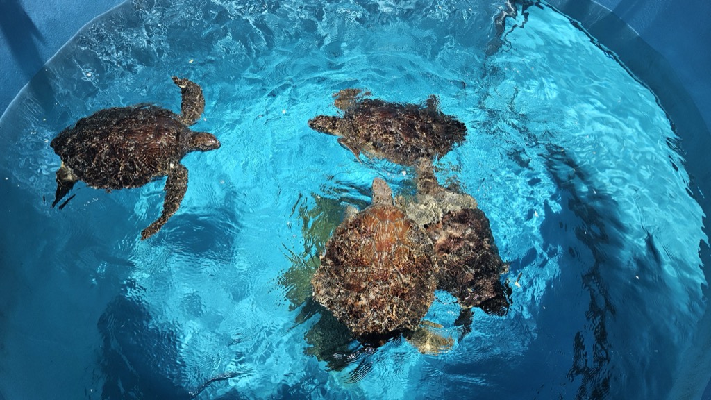 Three sea turtles swimming from above in the emerald outdoor pool at Ocean Expo Park