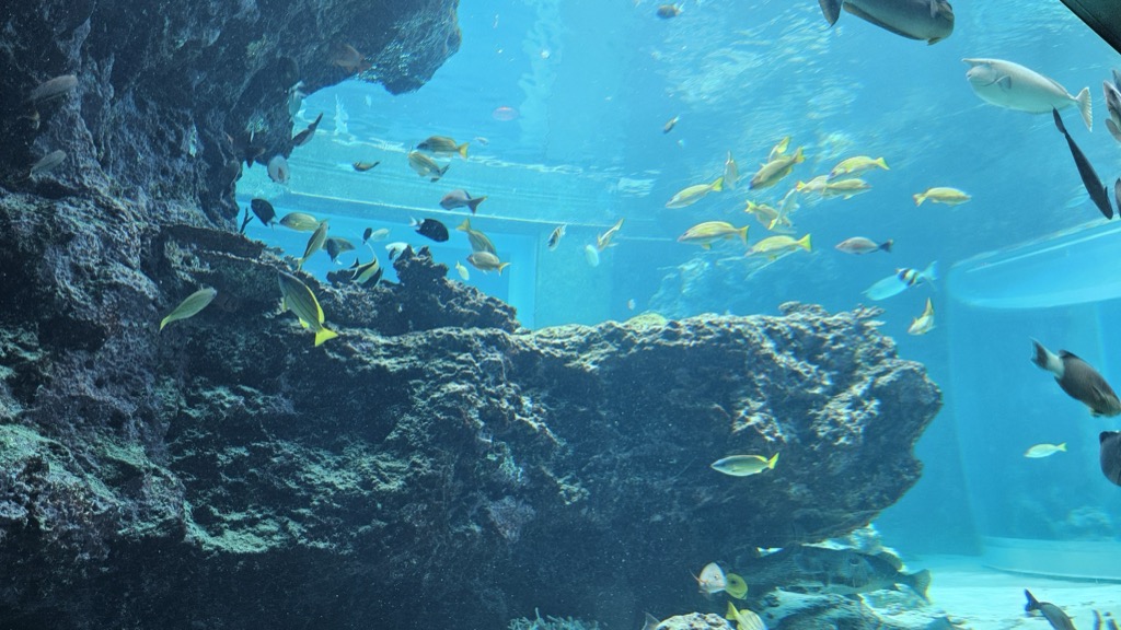 Curved viewing gallery at Churaumi Aquarium showing coral rock formation and yellow snappers overhead