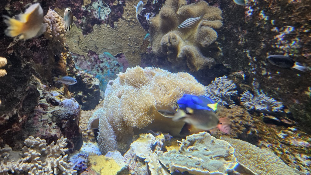 Coral reef exhibit at Churaumi Aquarium with a blue tang and soft anemone against colorful coral