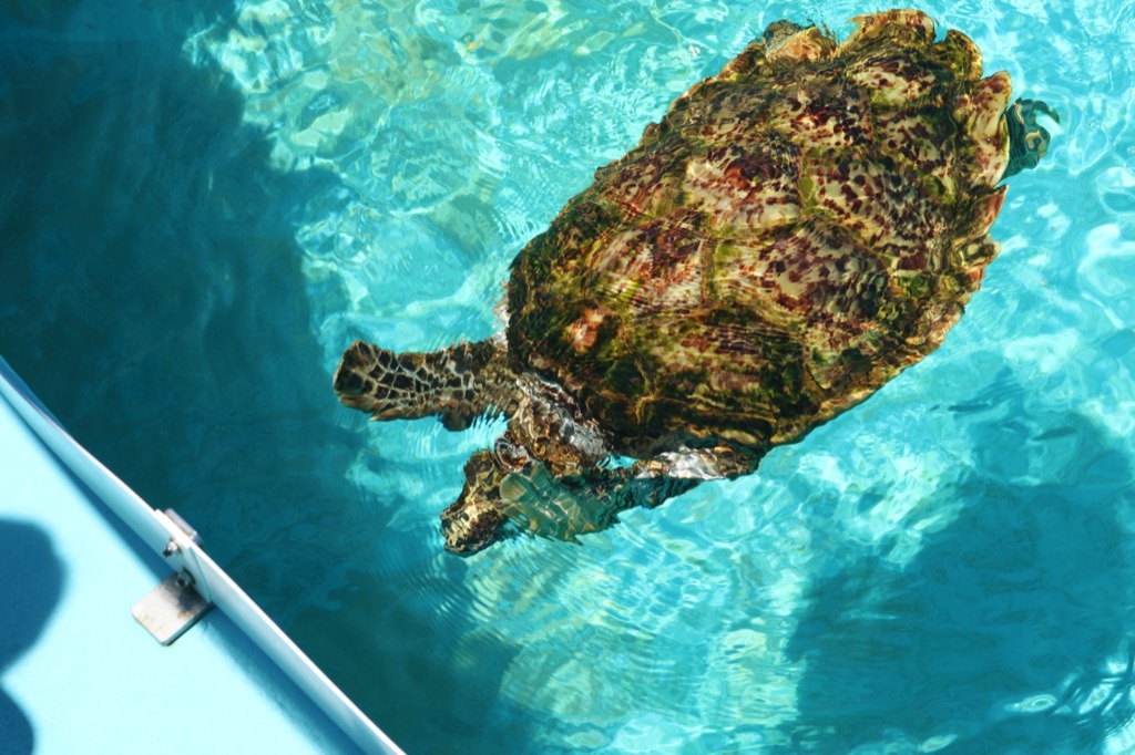 Loggerhead sea turtle swimming near the edge of the outdoor turtle pool at Ocean Expo Park