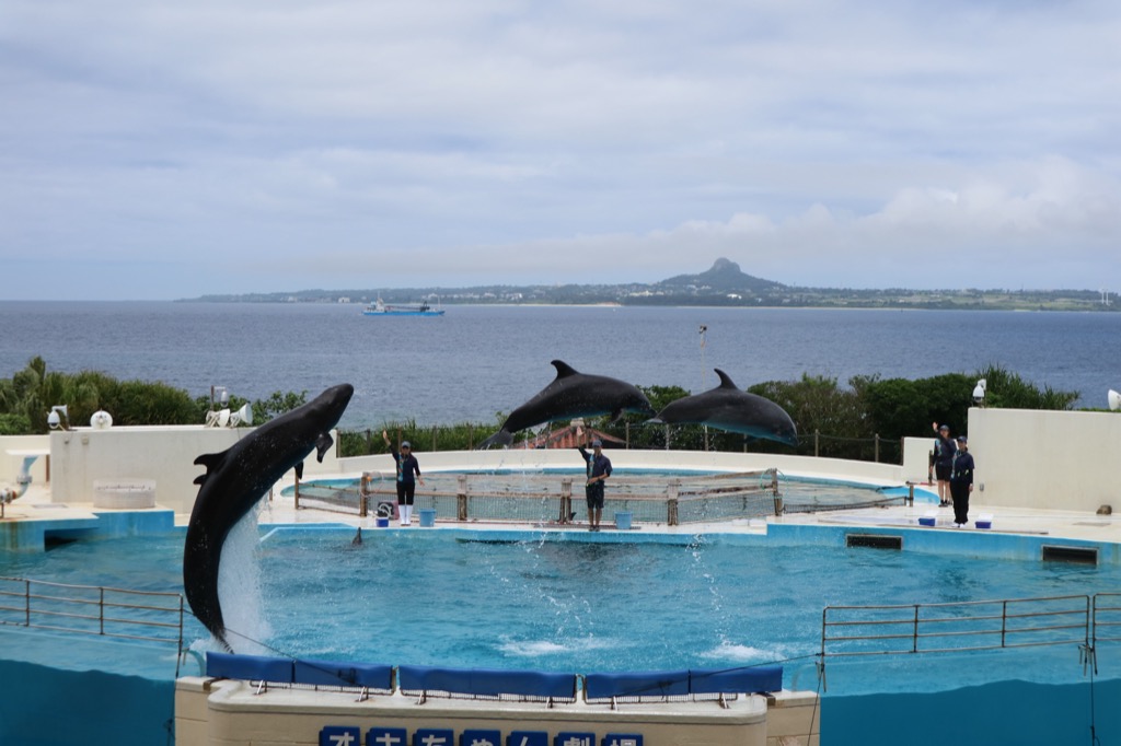 Dolphins leaping in unison at Okichan Theater with Ie Island visible across the sea