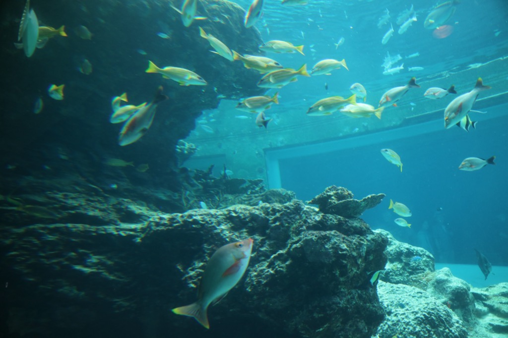 Tropical reef tank at Okinawa Churaumi Aquarium with schools of yellow snappers over rocky terrain