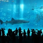 churaumi-aquarium_10