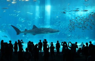 churaumi-aquarium_10