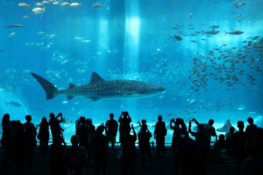churaumi-aquarium_10