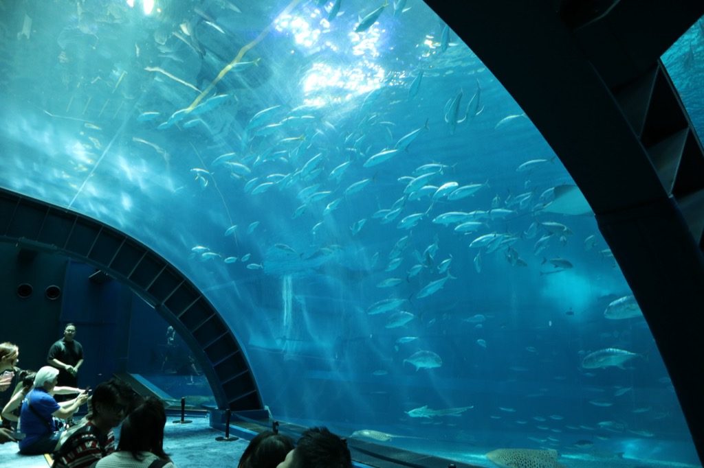 Deep-sea themed dome gallery at Churaumi Aquarium with schools of silver fish and sunlight rays