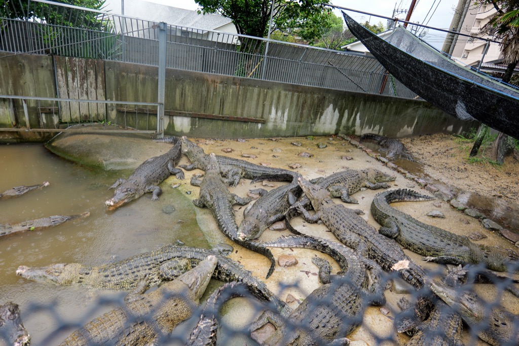 Crocodiles bred in geothermally heated water at Oniyama Jigoku