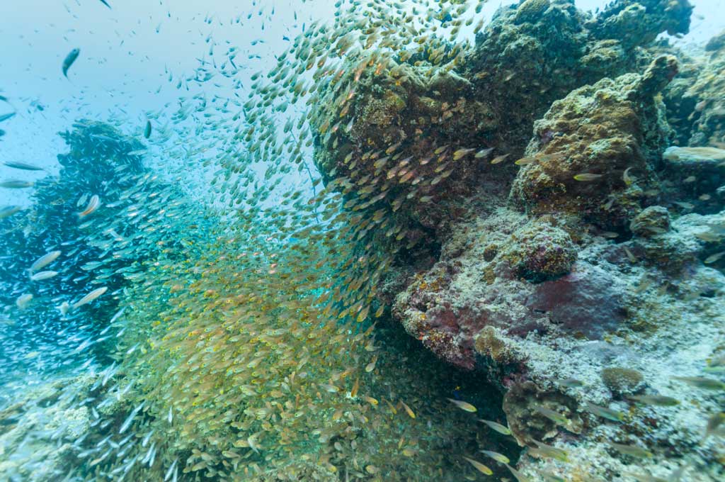 Coral reef and tropical fish schools off Ishigaki Island — September is peak season at Kabira Ishizaki Manta Scramble