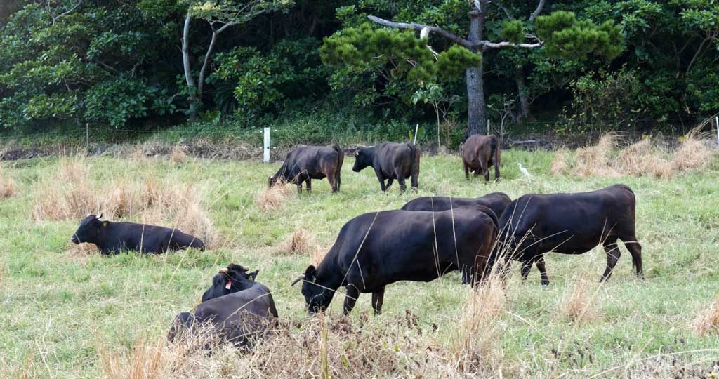 Ishigaki wagyu — one of Japan's top three wagyu beef varieties, raised on Ishigaki Island pastures